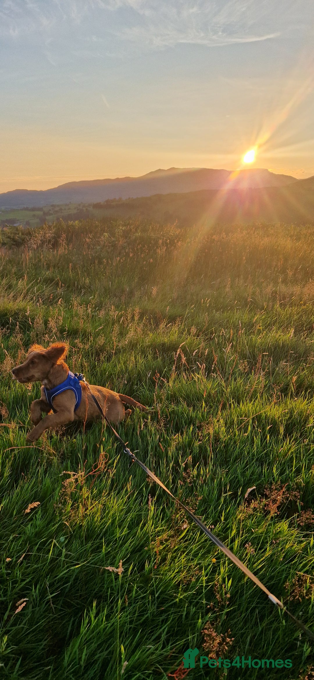 Cocker Spaniel dogs for sale: Milo 9 month old male cocker spaniel - Advert 6