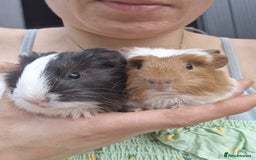 Guinea Pig rodents for sale: 2 beautiful babies arrive reserve Now  in Darwen - Image 2