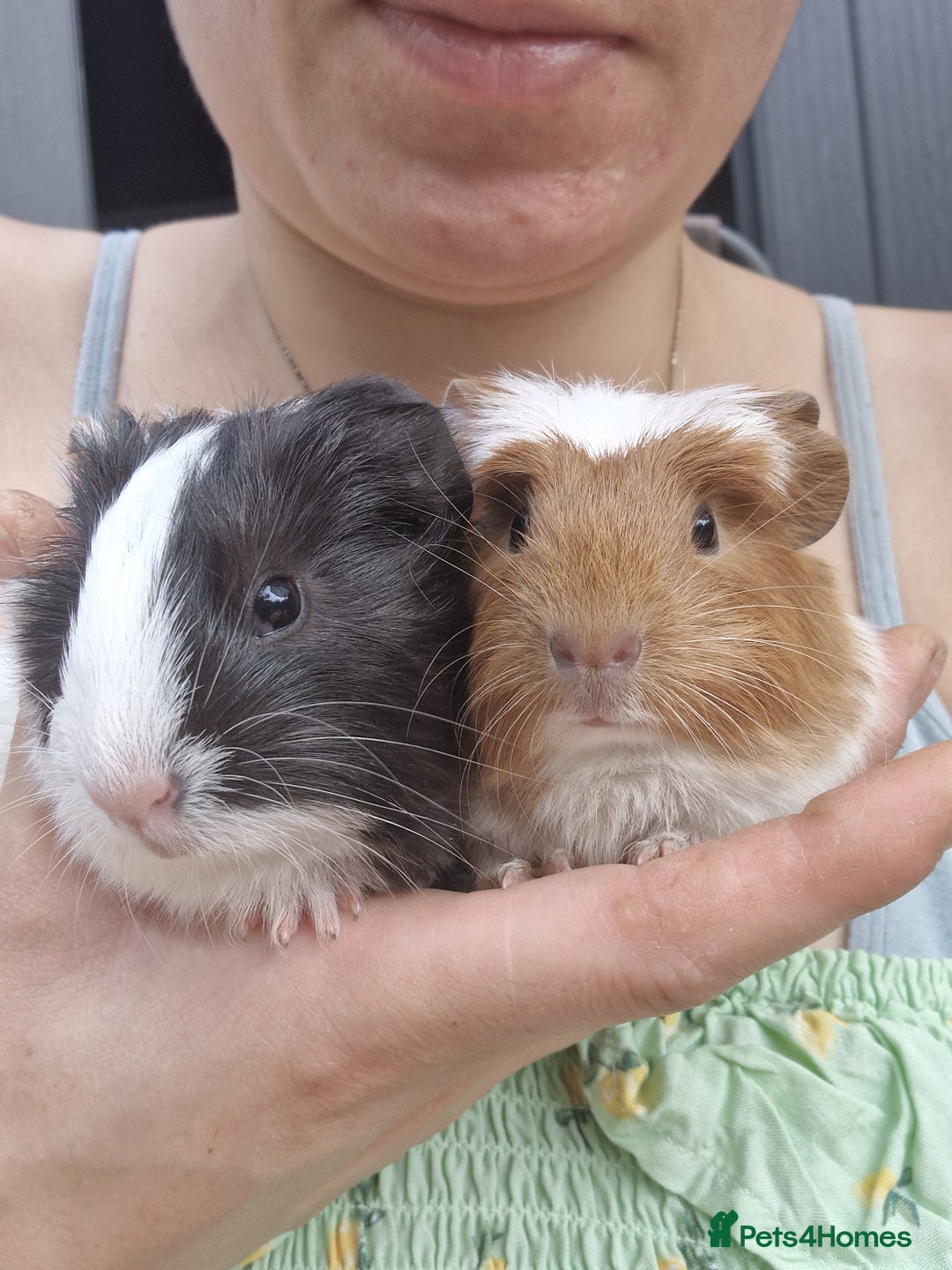 Guinea Pig rodents for sale: 2 beautiful babies arrive reserve Now  in Darwen - Image 2