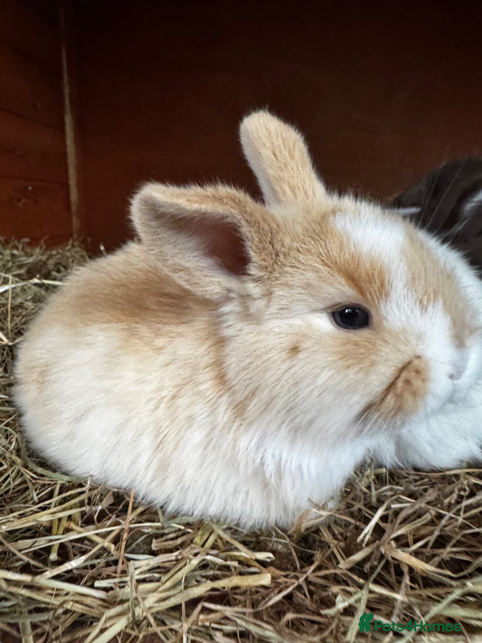 Mixed Breed rabbits Beautiful litter of 4 Holland cross mini lop.  - Advert 4