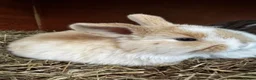 Mixed Breed rabbits for sale: Beautiful litter of 4 Holland cross mini lop.  - Advert 7