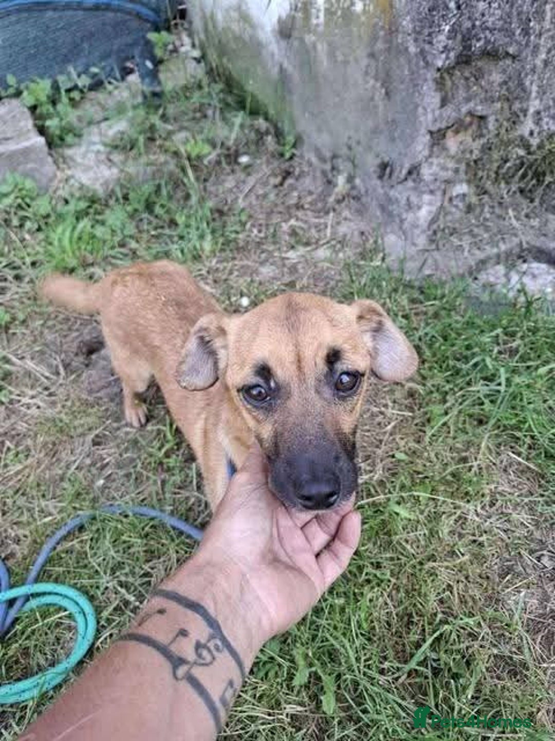 Mixed Breed dogs for adoption: Meet Mika, currently residing in Barnsley - Image 9