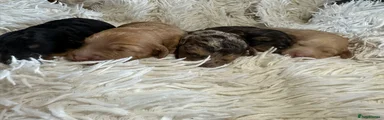 Cavapoo 1