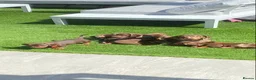 Miniature Dachshund dogs for sale: Chocolate boys 🐾 in Chatham - Advert 24