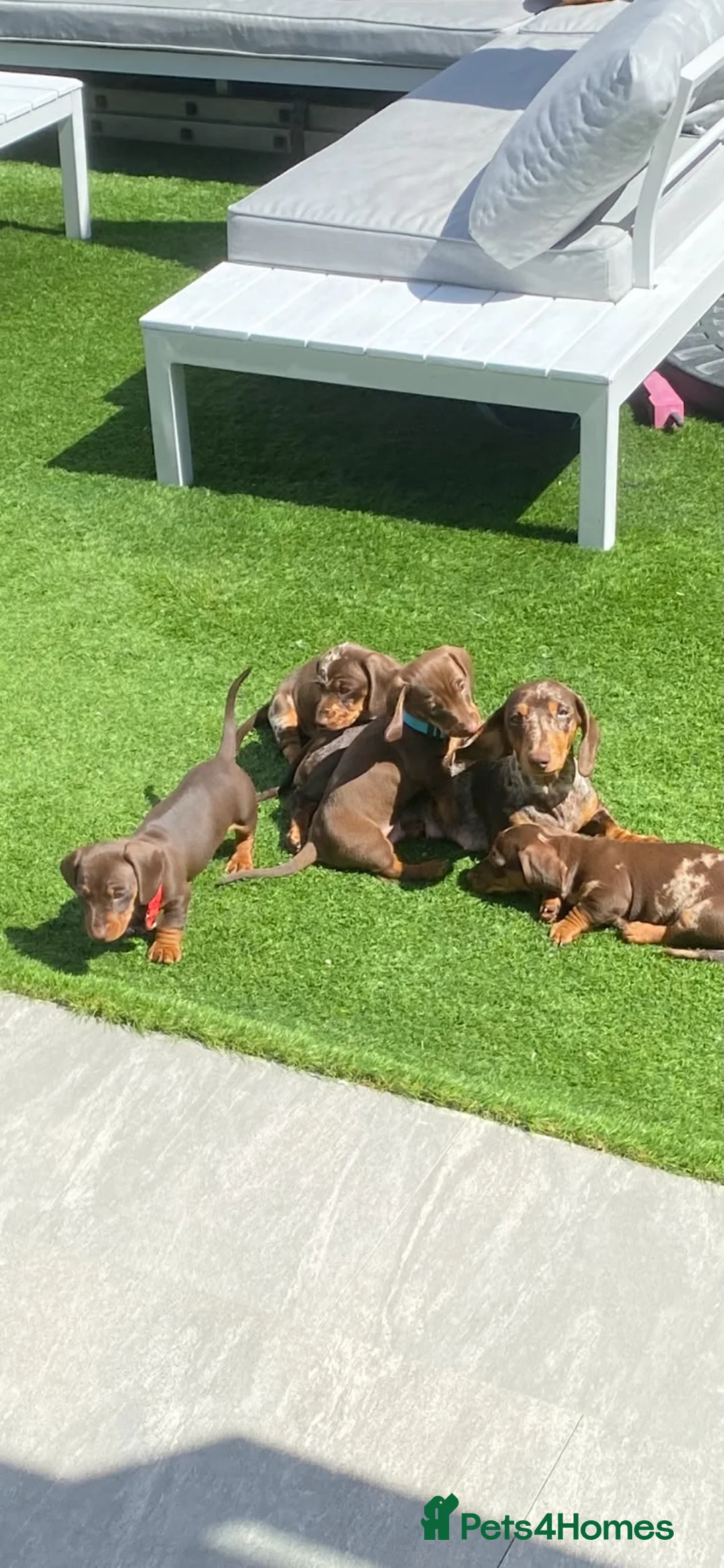 Miniature Dachshund dogs for sale: Chocolate boys 🐾 in Chatham - Advert 24