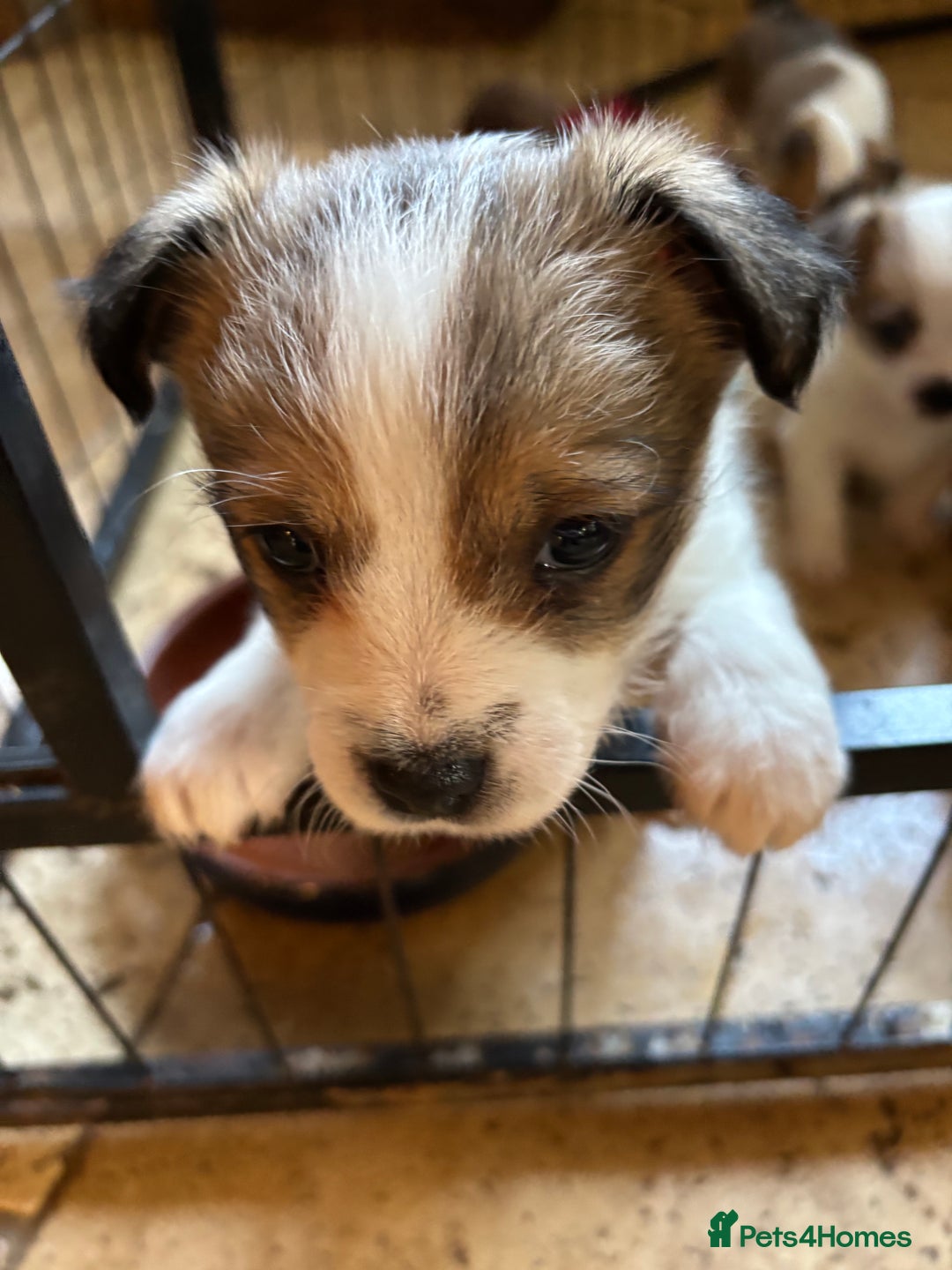 Mixed Breed dogs for sale: Adorable Puppies! - Advert 3