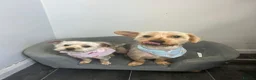 Yorkshire Terrier dogs for sale: Rocky and roxy - Advert 18