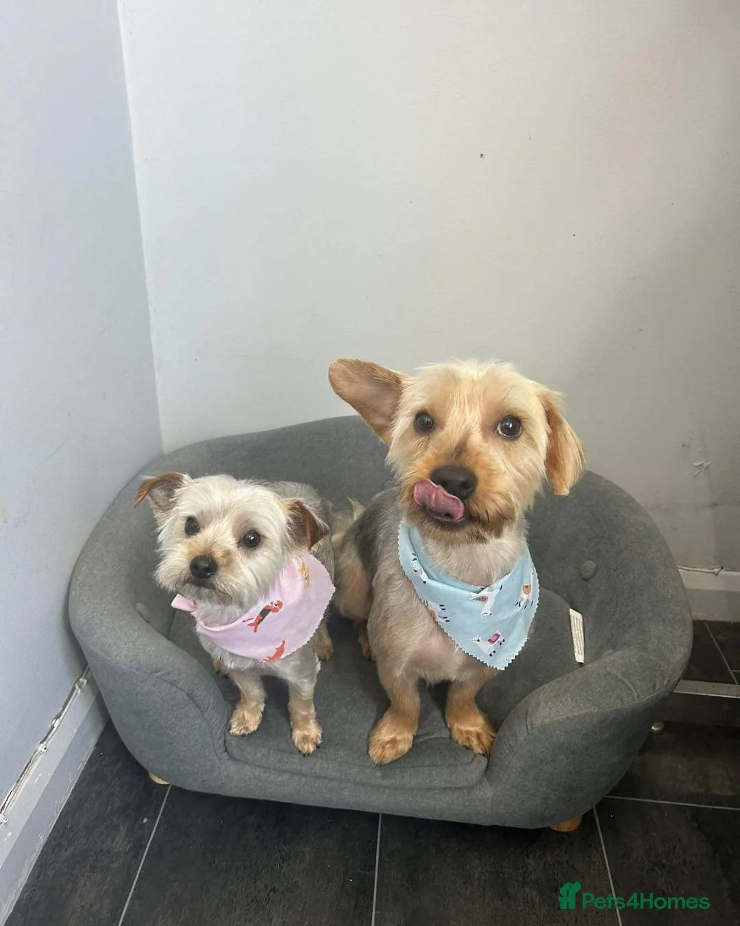 Yorkshire Terrier dogs for sale: Rocky and roxy - Advert 18