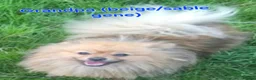 Pomeranian dogs for stud: NEXT GEN BLUE MERLE POM PUPS INCOMING - Advert 24