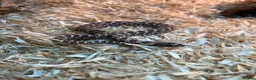 Snake reptiles for sale: Hognose snake - Advert 1