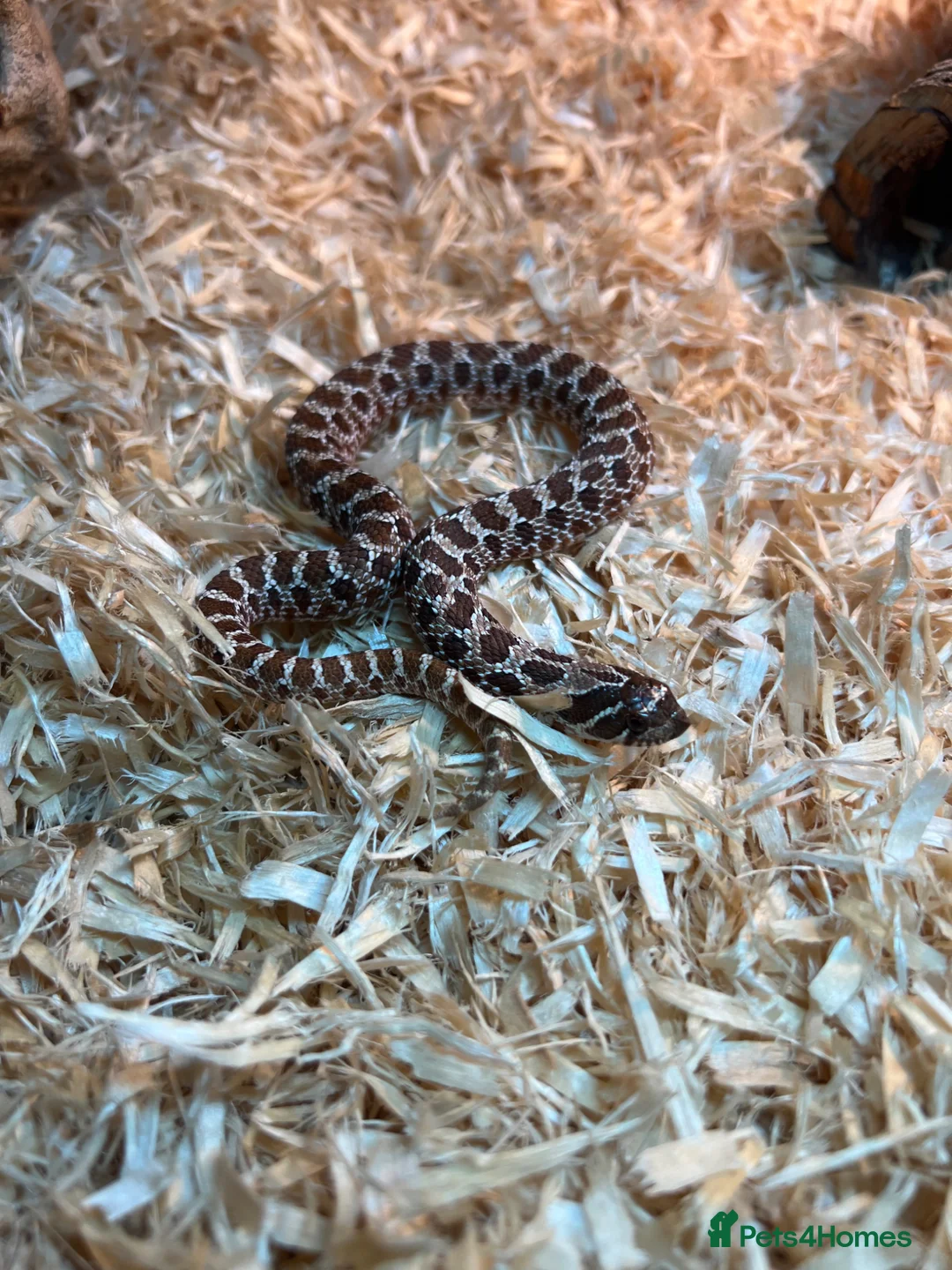 Snake reptiles for sale: Hognose snake - Advert 1