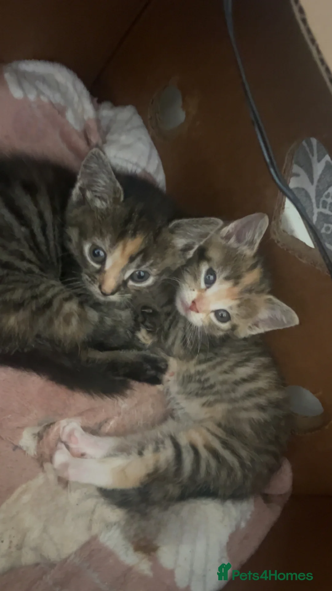 Mixed Breed cats for sale: Beautiful kittens  - Advert 1