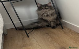 Maine Coon cats for sale: Maine coon  - Image 4