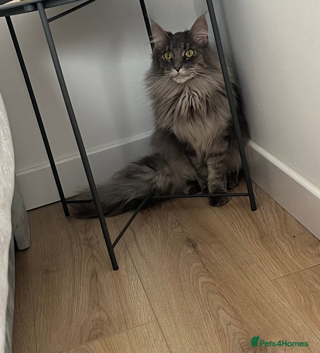 Maine Coon cats for sale: Maine coon  - Image 4