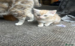 British Shorthair cats for sale: Kittens  - Image 3