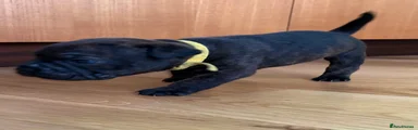 Yellow collar 