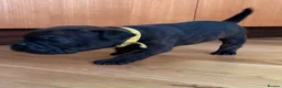 Mixed Breed dogs for sale: 7 Beautiful French Bull Dog Puppies  - Advert 8