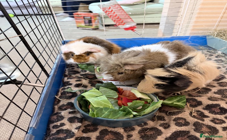 Guinea Pig rodents 3 male Guinea pigs.  - Advert 2