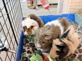 Guinea Pig rodents for sale: 3 male Guinea pigs. - Advert 1