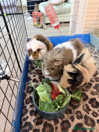 Guinea Pig rodents 3 male Guinea pigs. - Advert 1