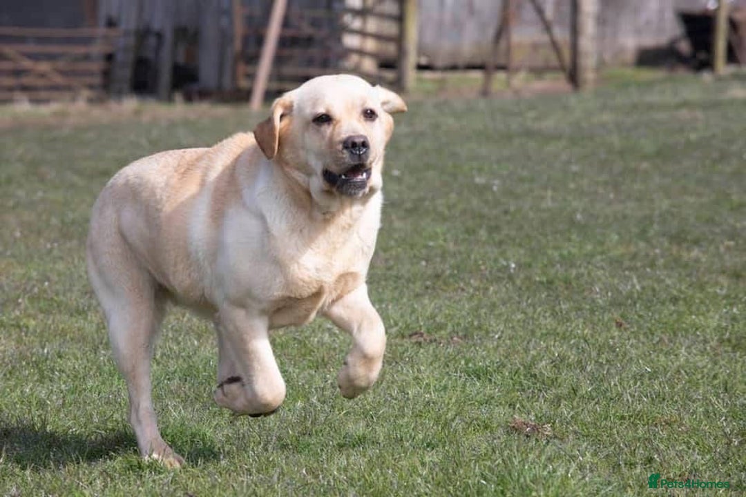 Labrador Retriever dogs for sale: Labrador Retriever  - Image 3
