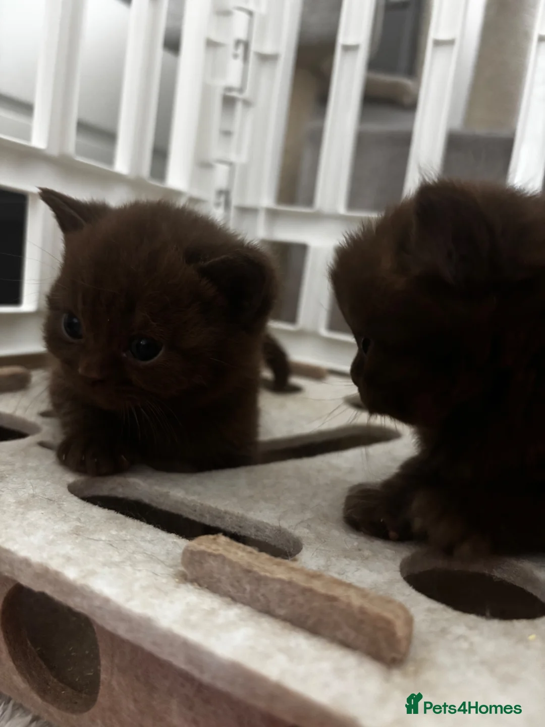 British Shorthair cats for sale: Chocolate/Lilac BSH and BLH Kittens - Advert 7