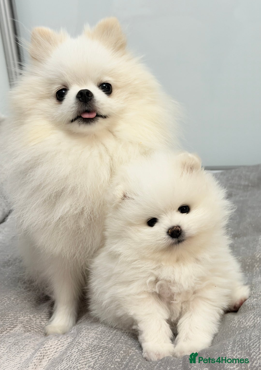 Pomeranian dogs for sale: Stunning KC littler of mini white pom puppy boy - Advert 4