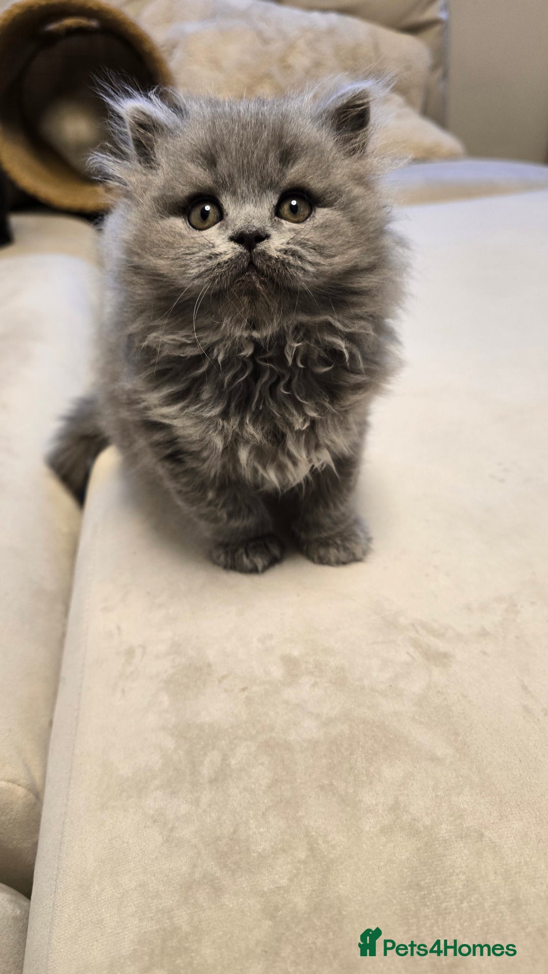 British Shorthair cats for sale: 💫RARE💫 BLACK SMOKE FEMALE & BLUE LONGHAIR MALE  - Advert 4