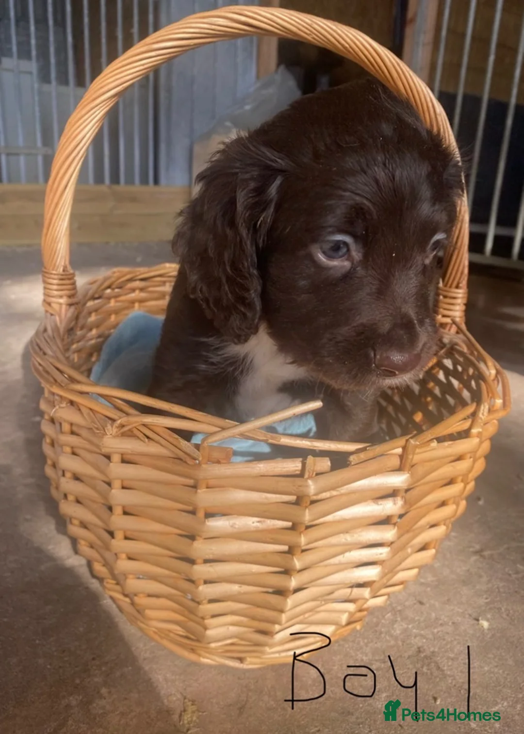Sprocker dogs for sale: Sprocker puppies - working lines - Advert 12