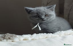 British Shorthair cats for sale: 💙💜GCCF REGISTERED KITTENS💜💙 - Image 7