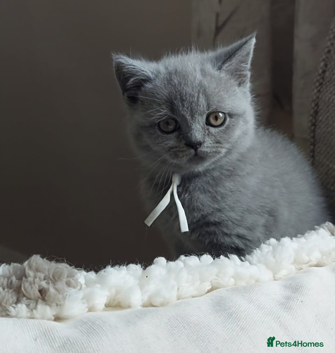 British Shorthair cats for sale: 💙💜GCCF REGISTERED KITTENS💜💙 - Image 7