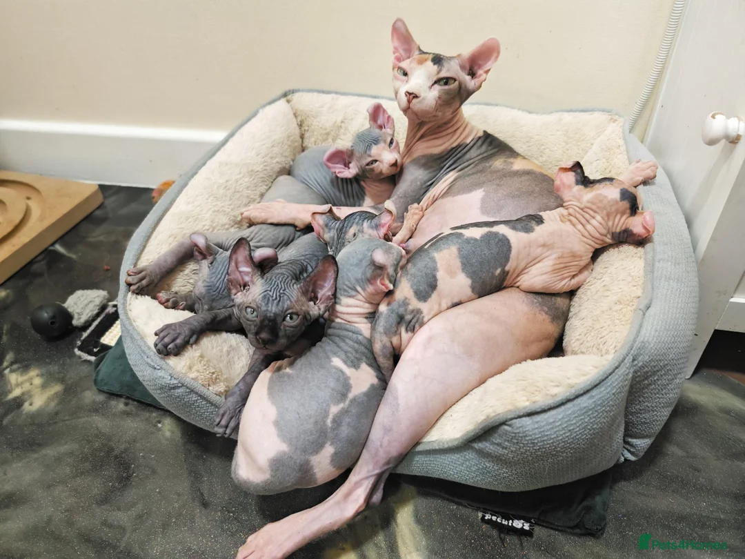 Sphynx cats for sale: Sphynx elf kittens for sale. Rare Calico girls.  - Advert 1
