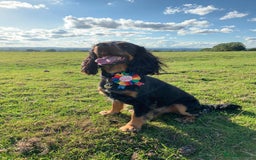 Cockapoo dogs for sale: Reggie Looking For A New Home  6 yr old Cockerpoo  - Image 12