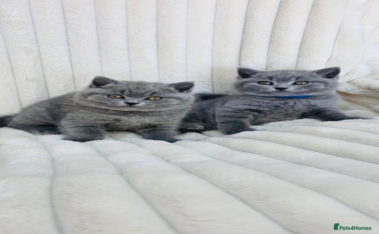British Shorthair cats - Advert 2