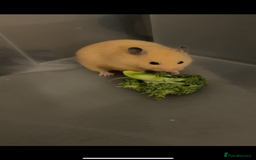 Hamster rodents for sale: Hamsters  - Image 5