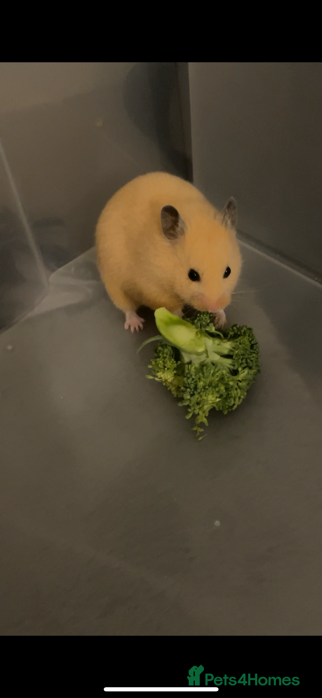 Hamster rodents for sale: Hamsters  - Image 5