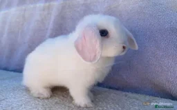 Mini Lop rabbits for sale: VACCINATED, wormed & fleaed MINI BABES READY NOW - Image 17