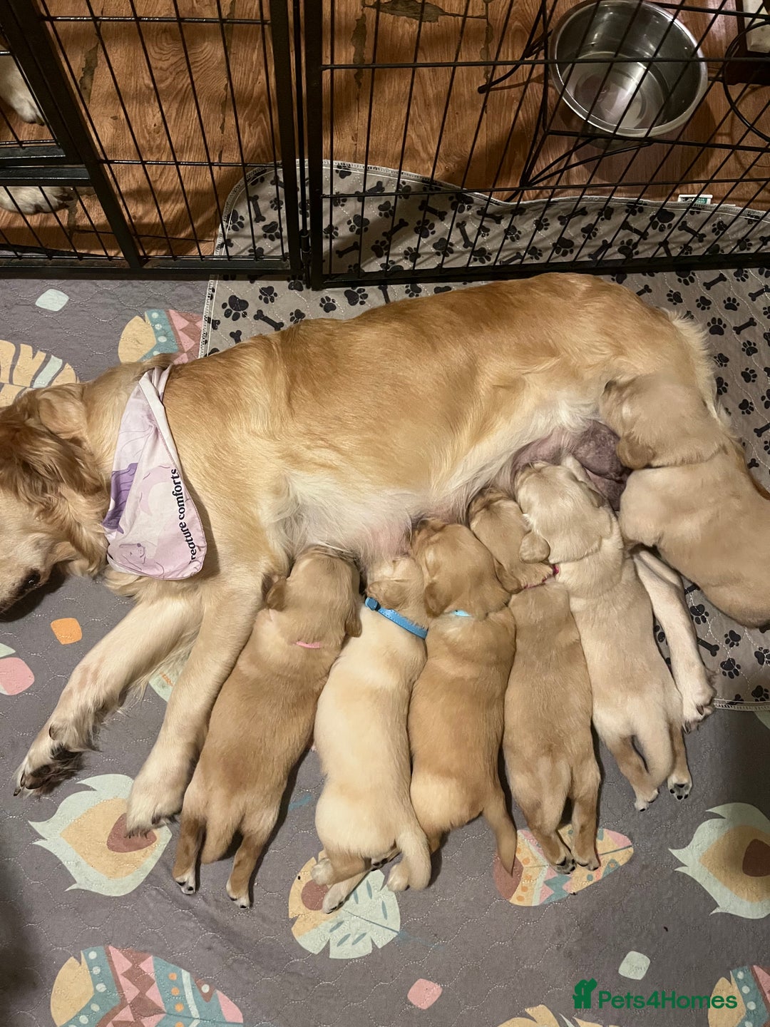 Golden Retriever dogs for sale: 6 Beautiful Golden Retrievers Puppies  - Image 11
