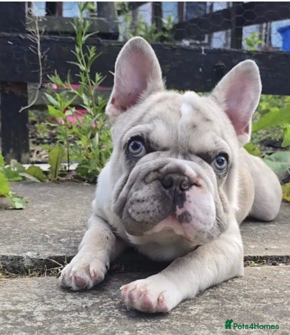 French Bulldog dogs for sale: Rehoming simba  - Advert 6