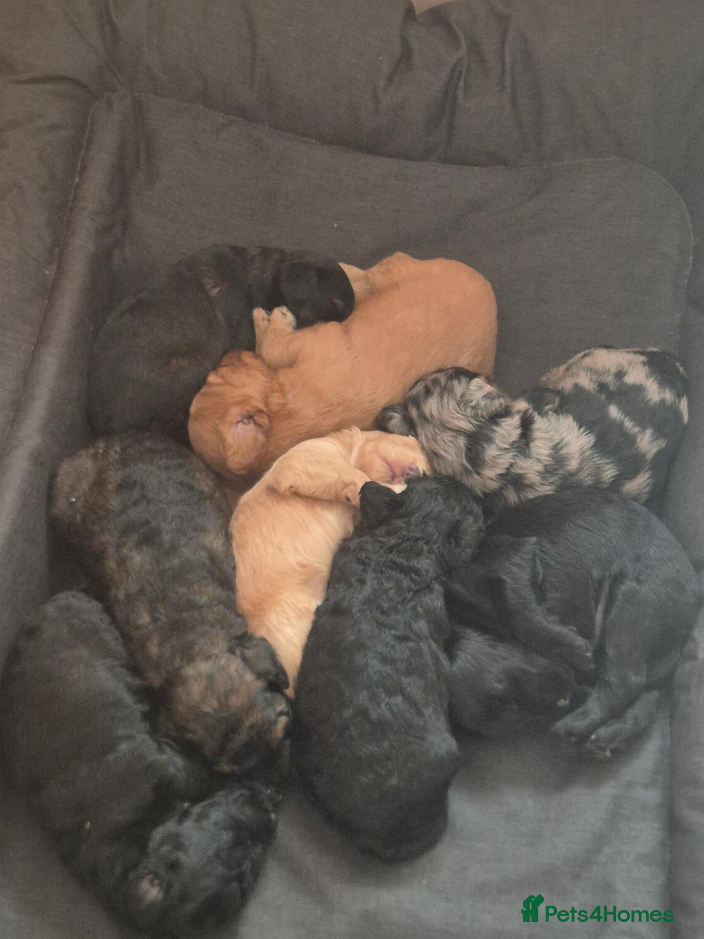 Cockapoo dogs 5 F2 Cockapoo male pups for sale - Advert 15