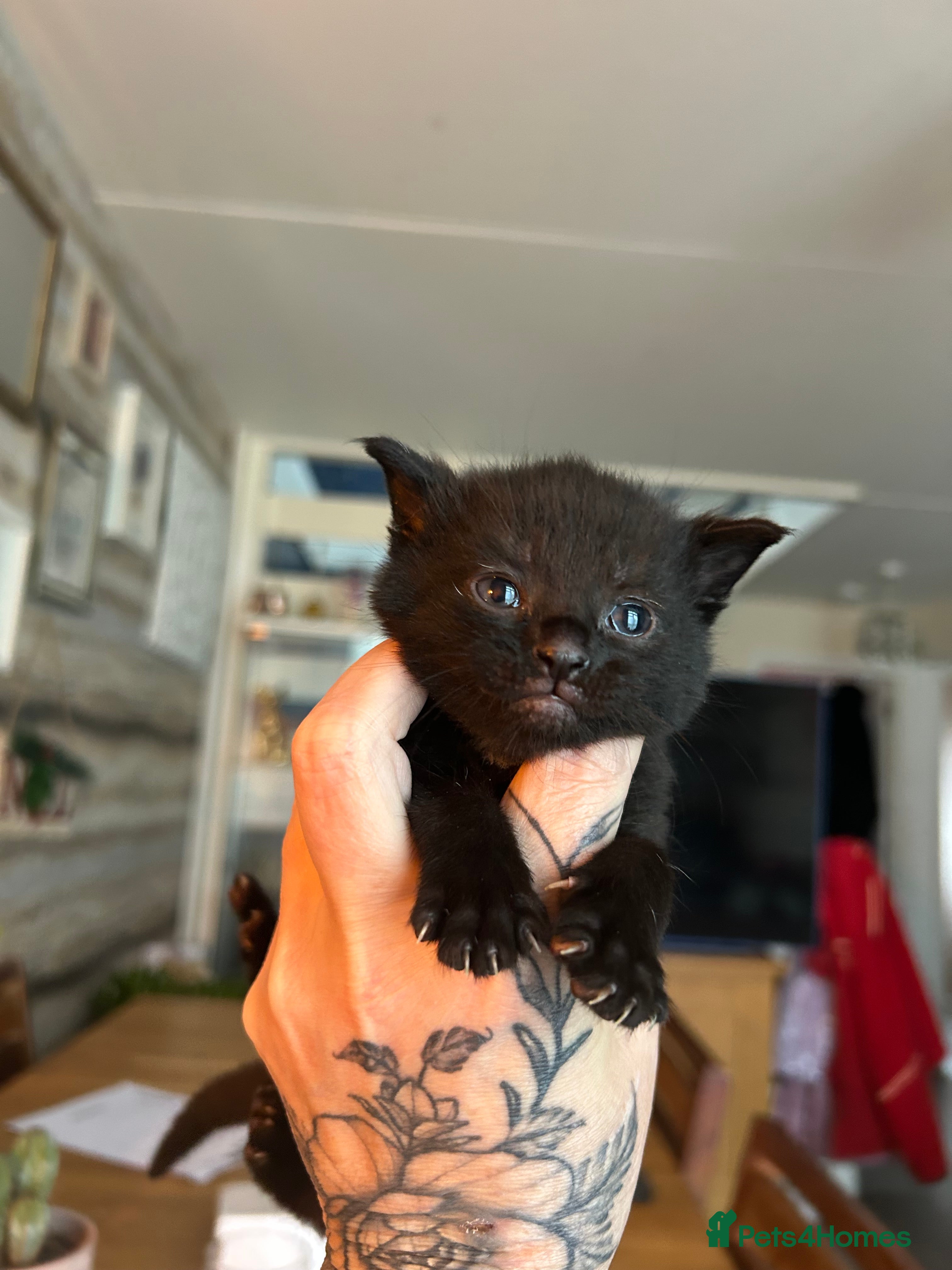 British Shorthair cats Black female kitten - Advert 2