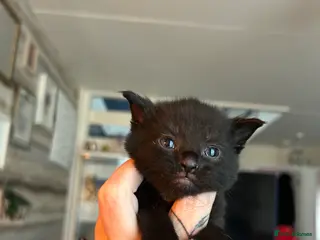 British Shorthair cats Black female kitten - Advert 5