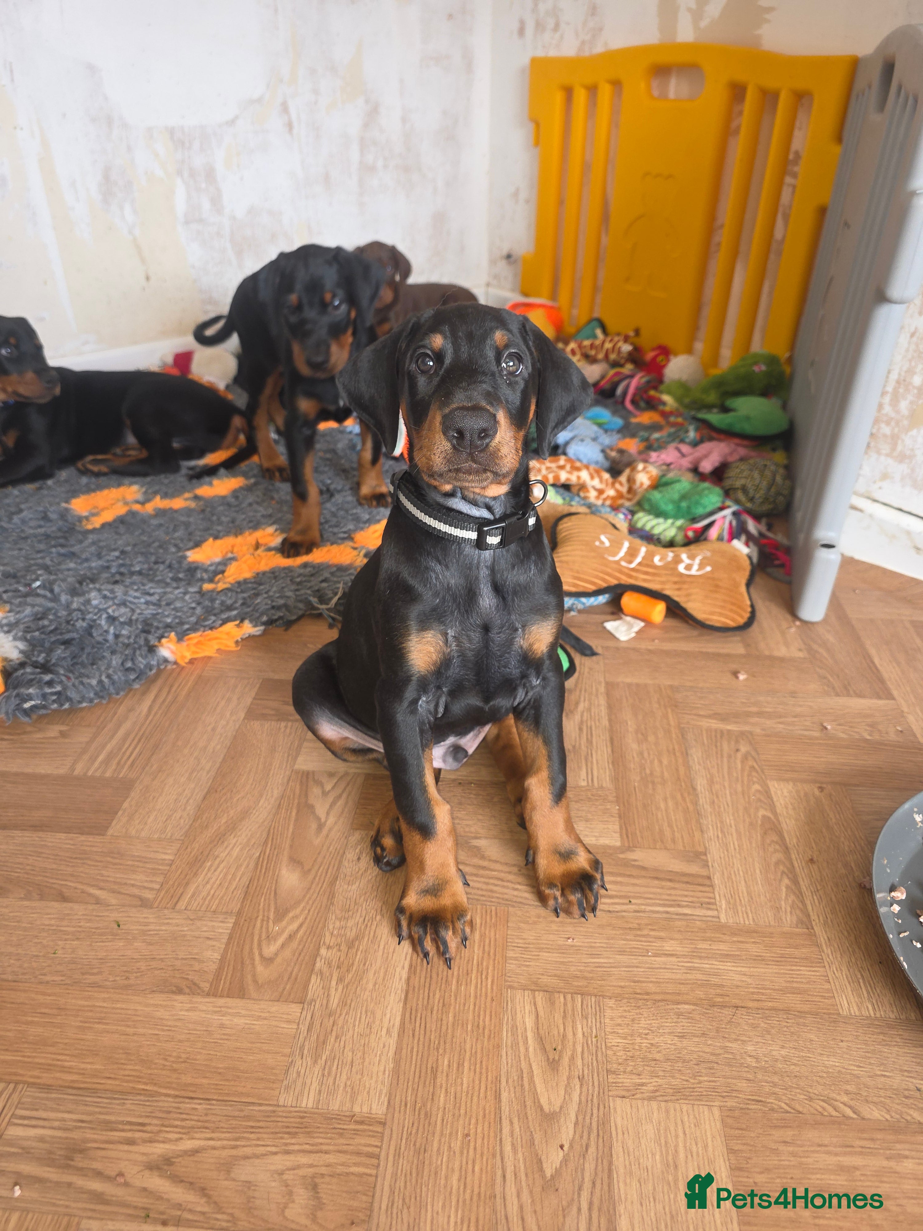 Dobermann dogs 9 week old Doberman Pup - Advert 1