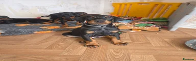 Dobermann sanchez ( black collar)