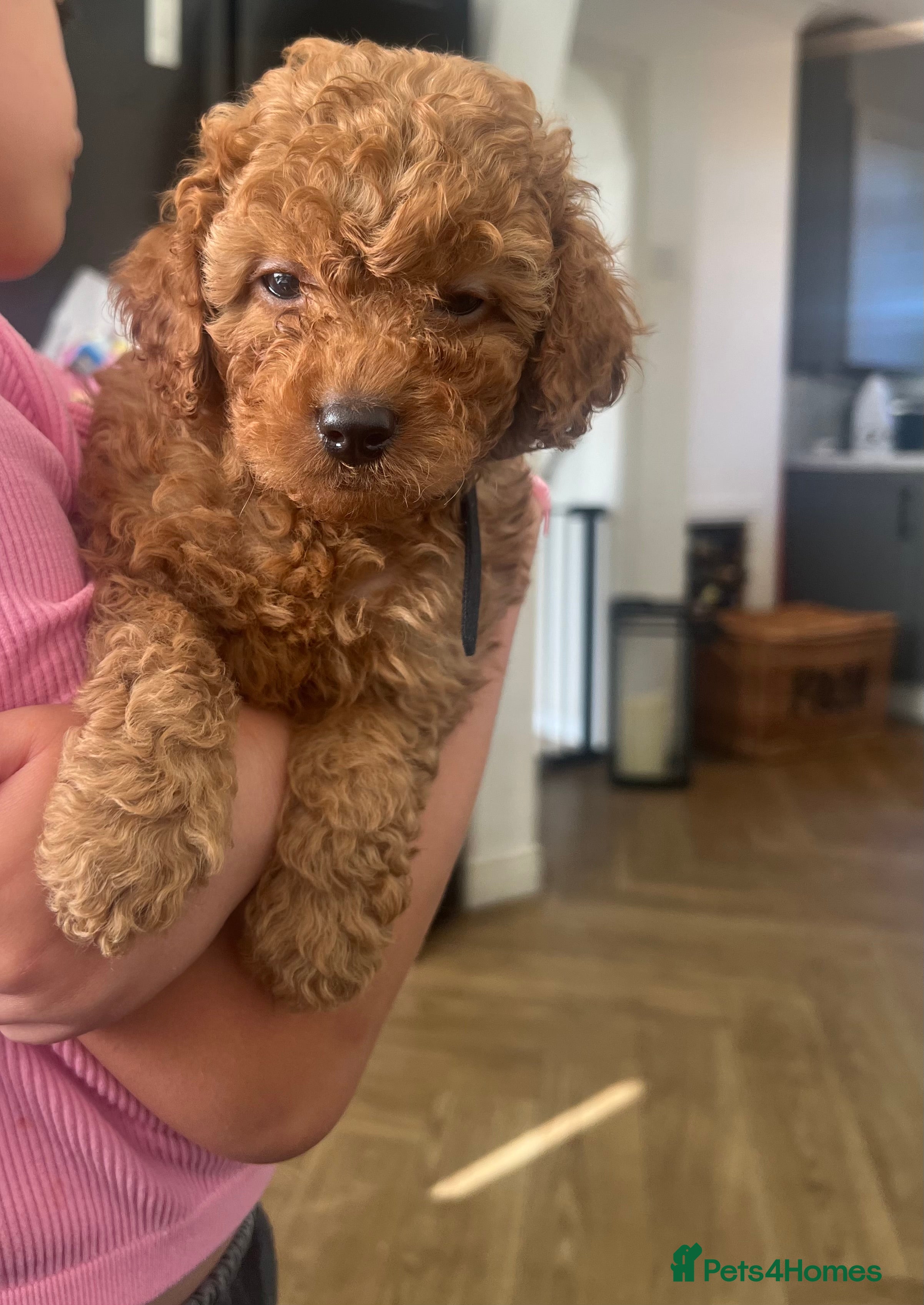 Cavapoo dogs  Health tested #Deep Red Toy Cavapoo Puppies 🐾 - Advert 2