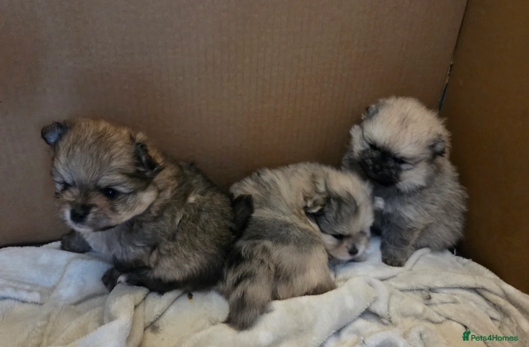 Pomeranian dogs for sale: Pomeranian puppies for sale 🐶🐾 - Advert 4