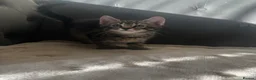 Domestic Shorthair cats for sale: Kittens looking for new homes - Advert 6