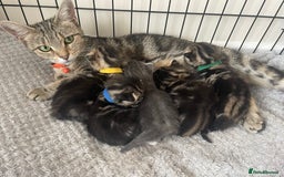 Mixed Breed cats for sale: Kittens ready to reserve  - Image 2