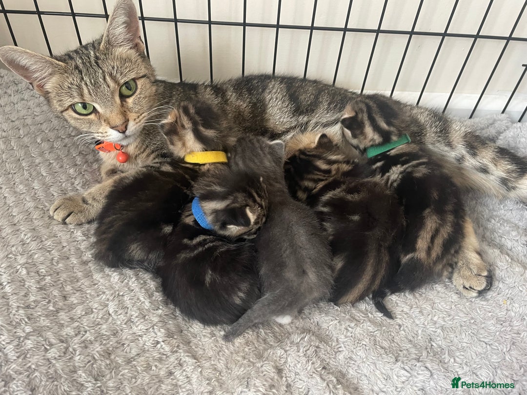 Mixed Breed cats for sale: Kittens ready to reserve  - Image 2