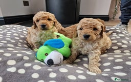 Miniature Poodle dogs for sale: Outstanding Show Quality MInature Poodles - Image 11
